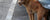 20 Ways to Keep Your Pet Safe During Lost Pet Prevention Month