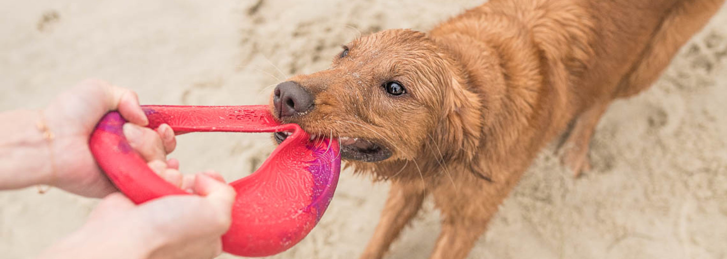 14 Indestructible Dog Toys for Heavy Chewers