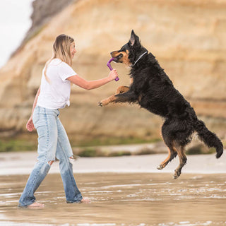 Keeping Your Pooch Cool: Fun Summer Time Activities for Dogs