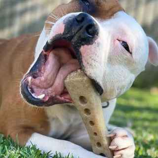 Best Dog Toys for Aggressive Chewers: What Actually Works