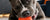 Why Most “Indestructible” Dog Toys Fail (And How to Choose Better)