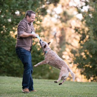 Father's Day Fun: Create Unforgettable Memories with Your Dog