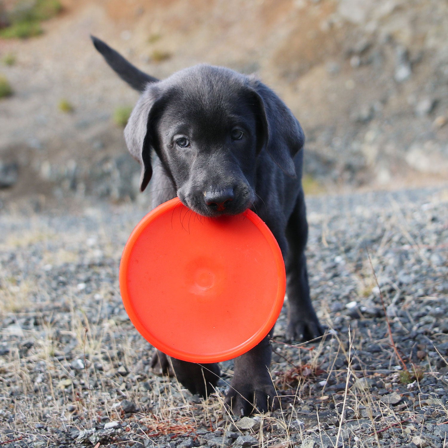 Dog Toys Best Dog Frisbee For Chewers Good Dog Canvas Frisbee Toy