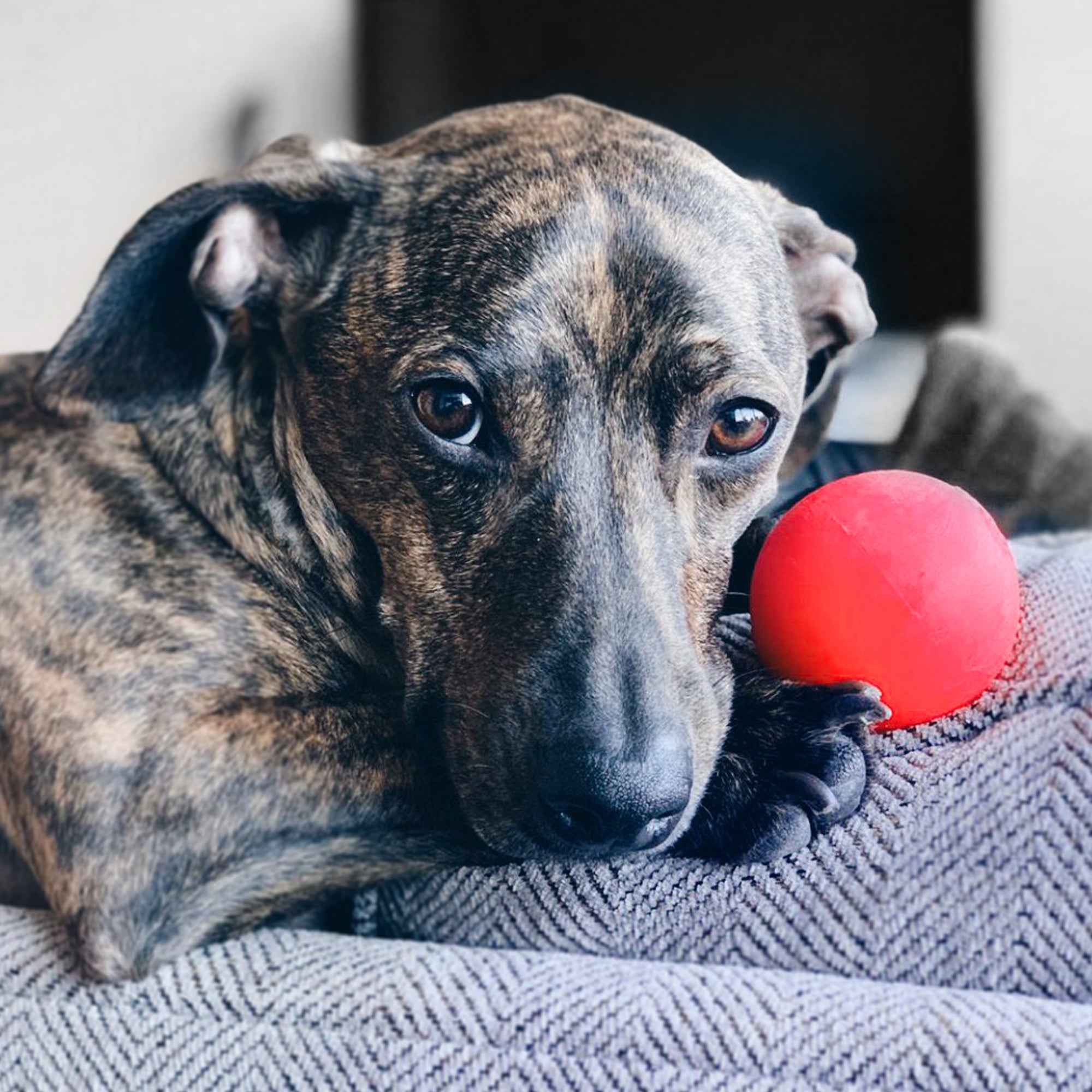 Squeaky Ball Ruff Ruff Dawg Ball Lifetime Guaranteed Dog Toy – DogTuff