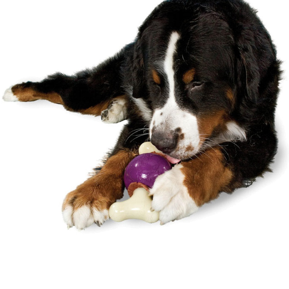 Busy Buddy Bouncy Bone Treat Dispenser Tough Dog Chew Toy, Medium < Pets  Plus