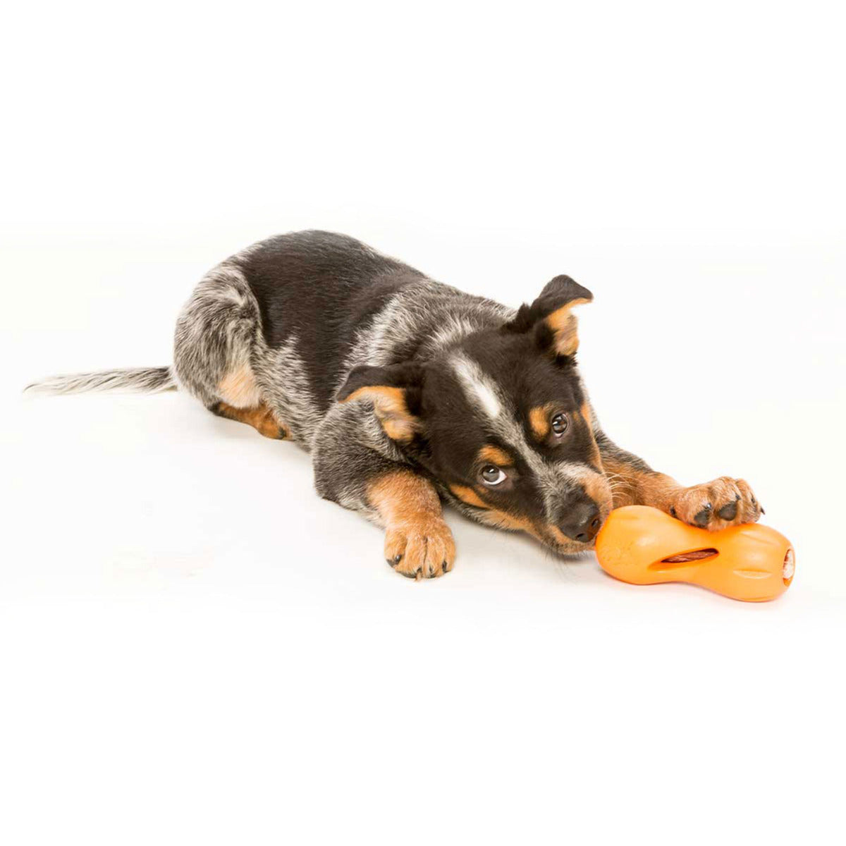 https://www.dogtuff.com/cdn/shop/products/qwizl_tangerine_turk_laying.jpg?v=1673113787