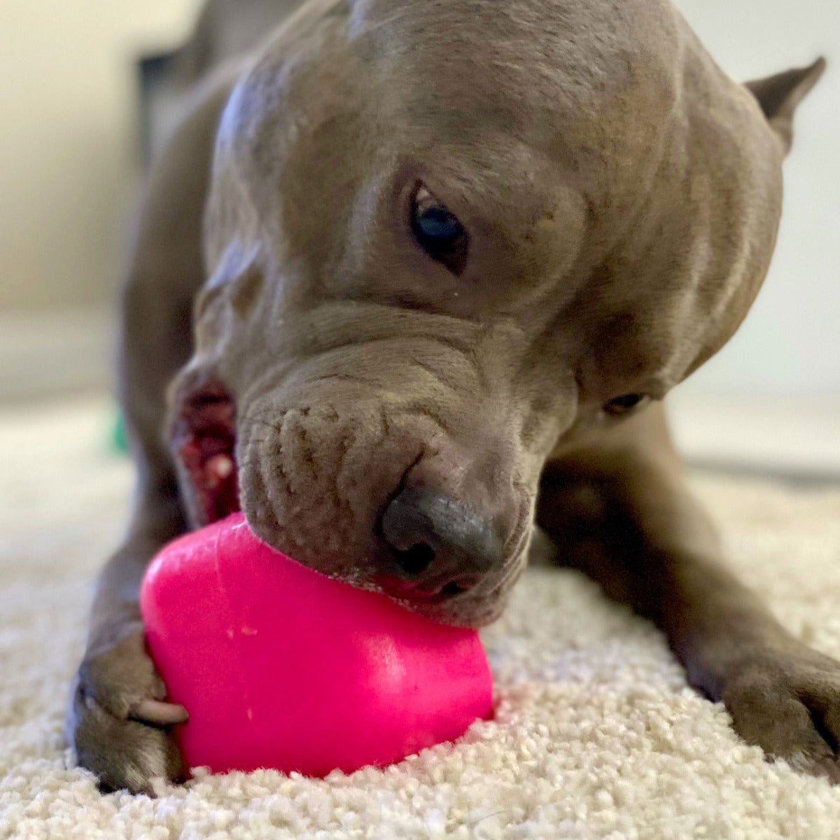 Ruff Dawg Indestructible Dawg-Cube Lifetime Guaranteed Dog Toy – DogTuff