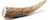 Small Elk Antler