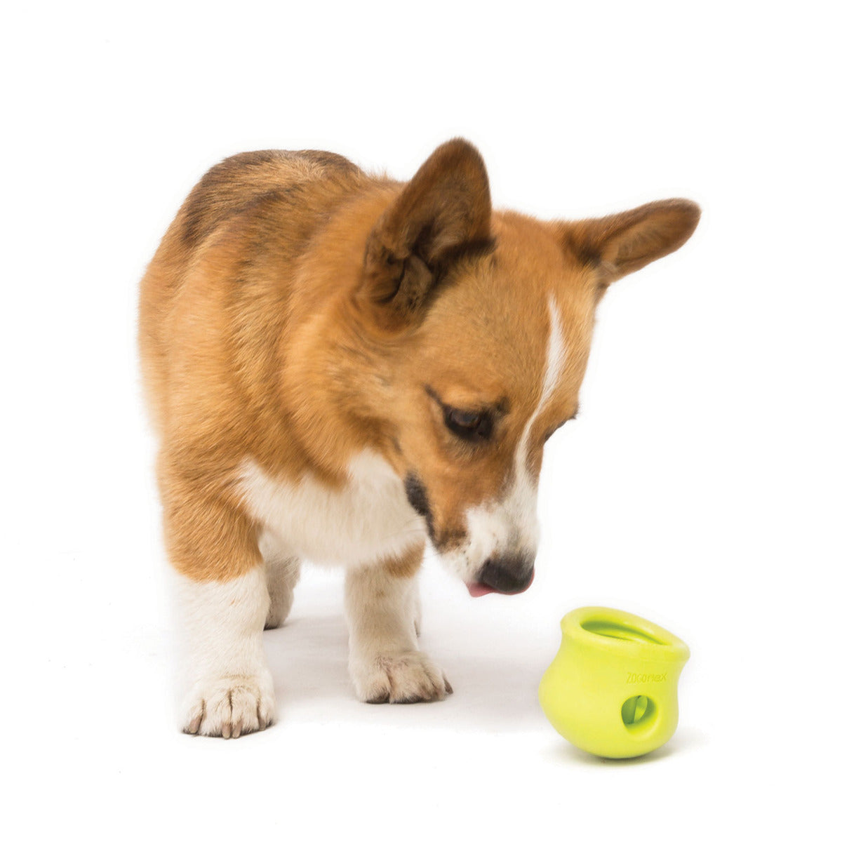 https://www.dogtuff.com/cdn/shop/products/toppl_granny-smith_dog_sniffing.jpg?v=1673108318