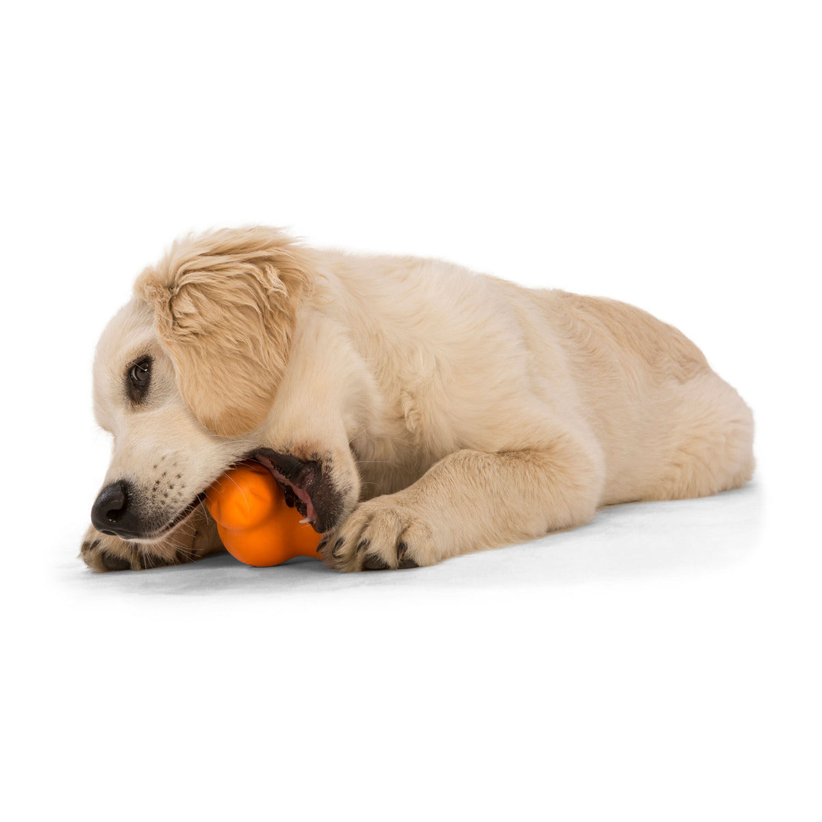 https://www.dogtuff.com/cdn/shop/products/tux_tangerine_dog_chewing_1_1.jpg?v=1673233239